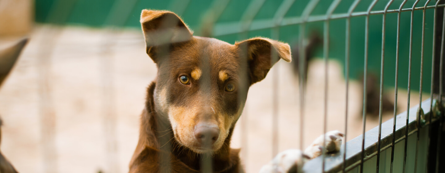 Dog phlegm clearance treatment